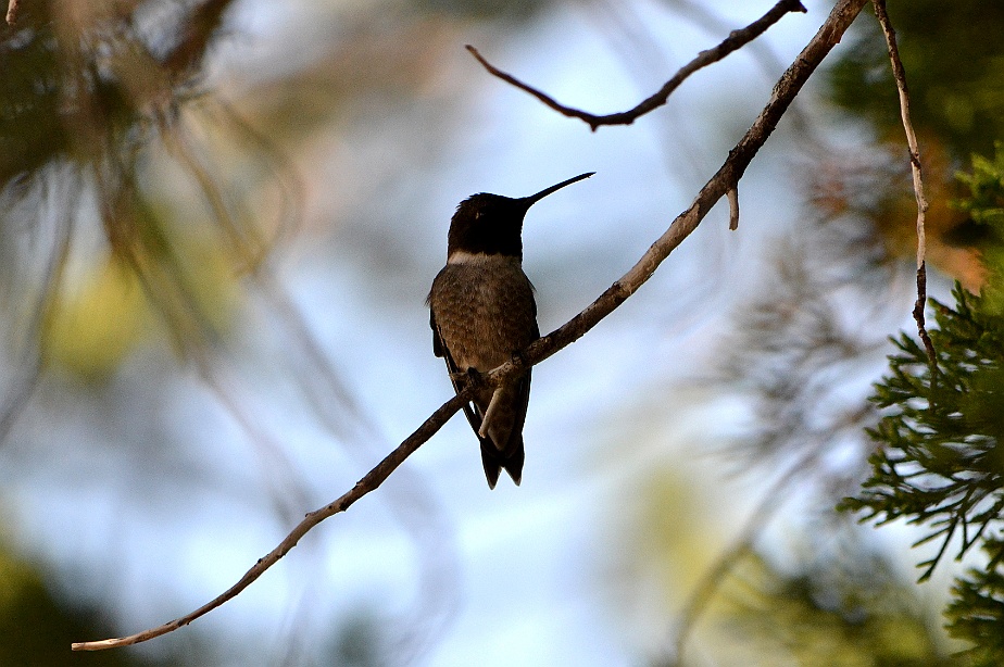 Svarthakad kolibri